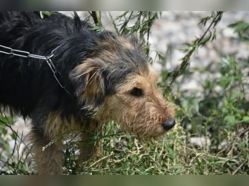 Klausi - Aktiver und lieber kleiner Rüde, ca. 2019 geboren, SEHR menschenbezogen!