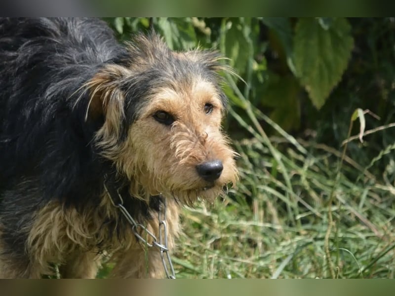 Klausi - Aktiver und lieber kleiner Rüde, ca. 2019 geboren, SEHR menschenbezogen!