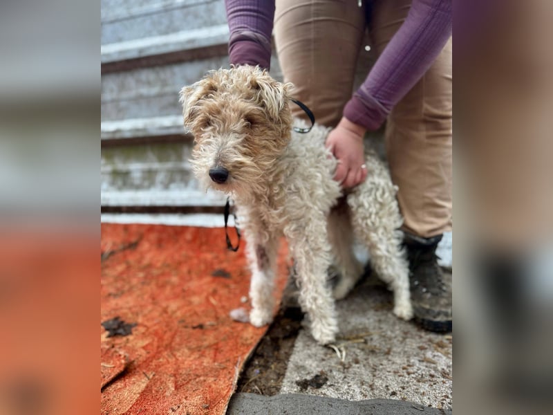 TRIXI ca. 18 mon. lebenslustige Foxterriermädchen mit Handicap