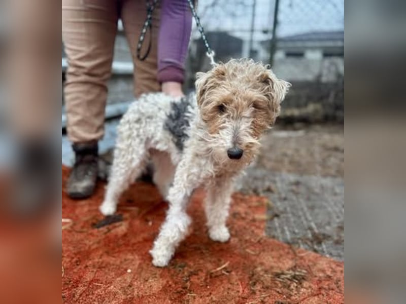 TRIXI ca. 18 mon. lebenslustige Foxterriermädchen mit Handicap