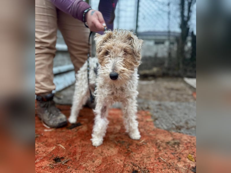 TRIXI ca. 18 mon. lebenslustige Foxterriermädchen mit Handicap
