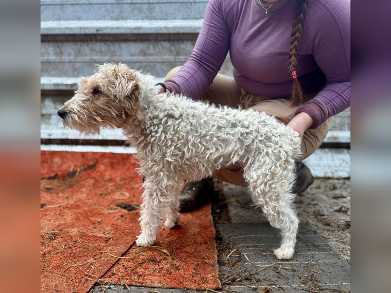 TRIXI ca. 18 mon. lebenslustige Foxterriermädchen mit Handicap