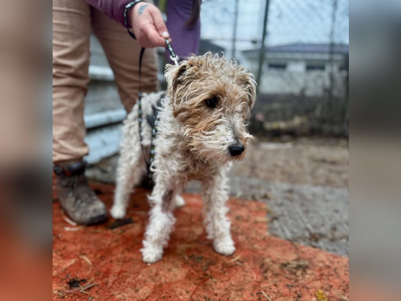 TRIXI ca. 18 mon. lebenslustige Foxterriermädchen mit Handicap