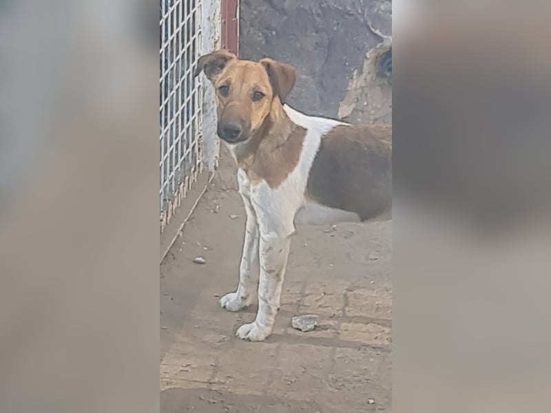 Milli, Fox-Terrier Hündin (reinrassig