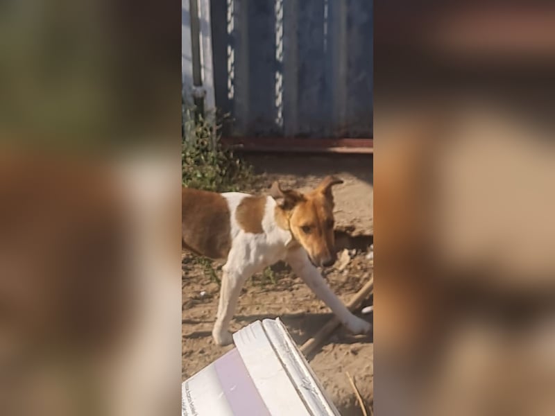 Milli, Fox-Terrier Hündin (reinrassig