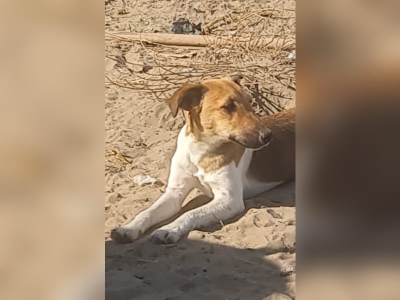 Milli, Fox-Terrier Hündin (reinrassig