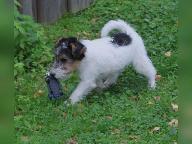 Drathaar Foxterrier Welpe/Rüde mit Ahnentafel