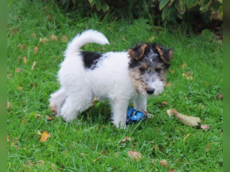 Drathaar Foxterrier Welpe/Rüde mit Ahnentafel