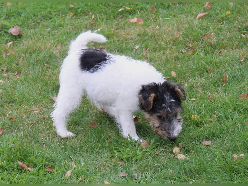 Drathaar Foxterrier Welpe/Rüde mit Ahnentafel