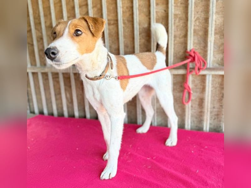 bezaubernde kleine RONJA - 4 Jahre, 39cm/9kg - Foxterrier