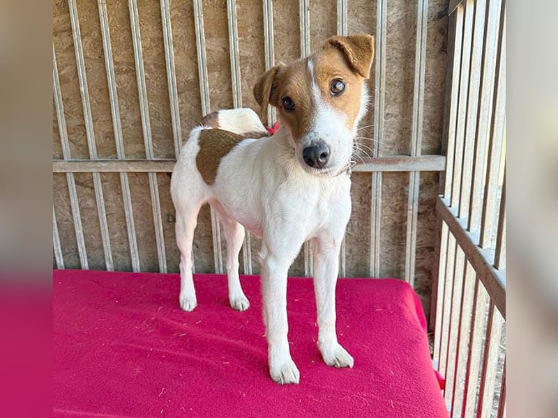 bezaubernde kleine RONJA - 4 Jahre, 39cm/9kg - Foxterrier