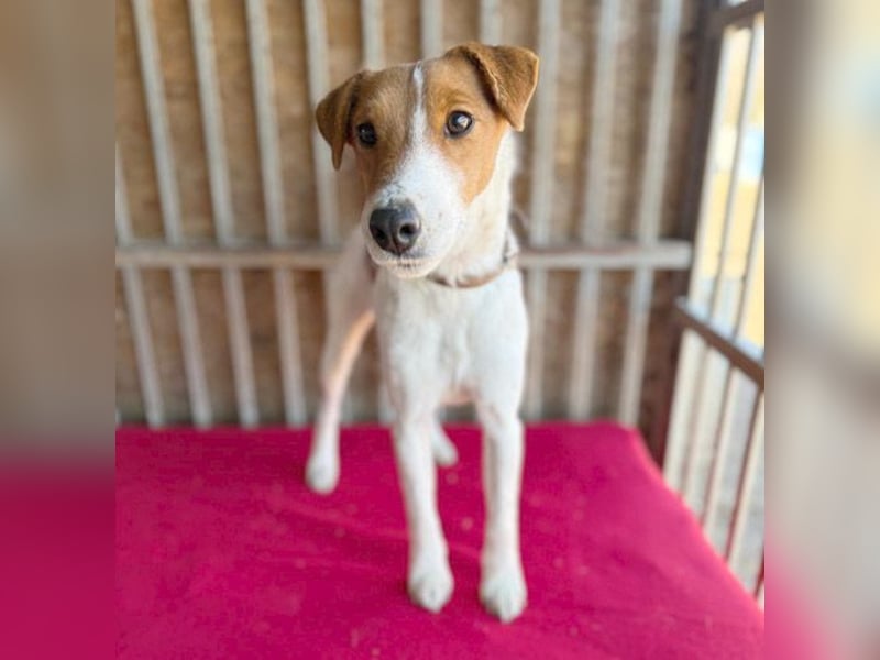 bezaubernde kleine RONJA - 4 Jahre, 39cm/9kg - Foxterrier