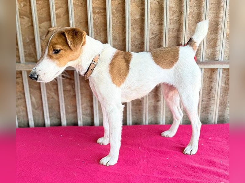 bezaubernde kleine RONJA - 4 Jahre, 39cm/9kg - Foxterrier