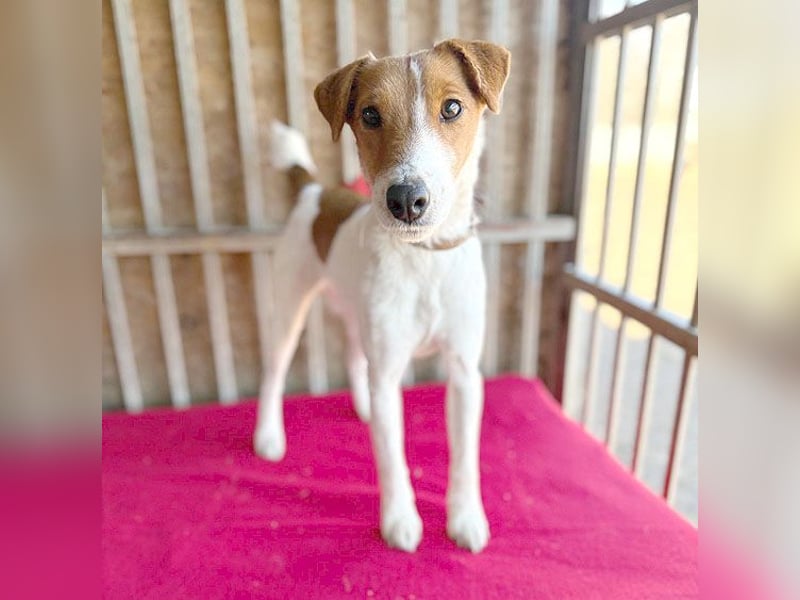 bezaubernde kleine RONJA - 4 Jahre, 39cm/9kg - Foxterrier