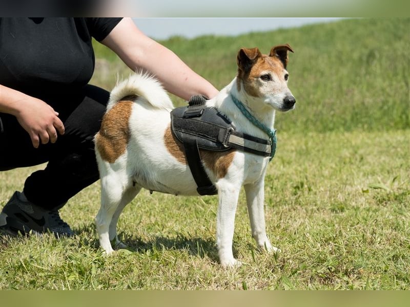 Pici-SI, Schmuse-Omi sucht dringend ein warmes Körbchen