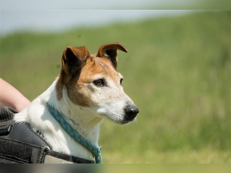 Pici-SI, Schmuse-Omi sucht dringend ein warmes Körbchen