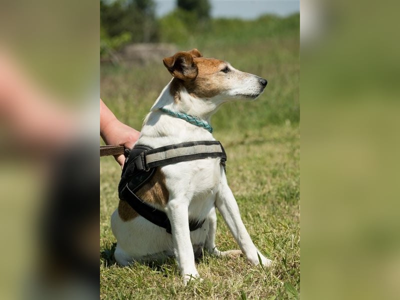 Pici-SI, Schmuse-Omi sucht dringend ein warmes Körbchen