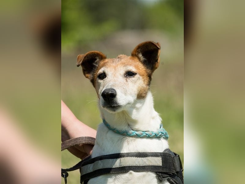 Pici-SI, Schmuse-Omi sucht dringend ein warmes Körbchen