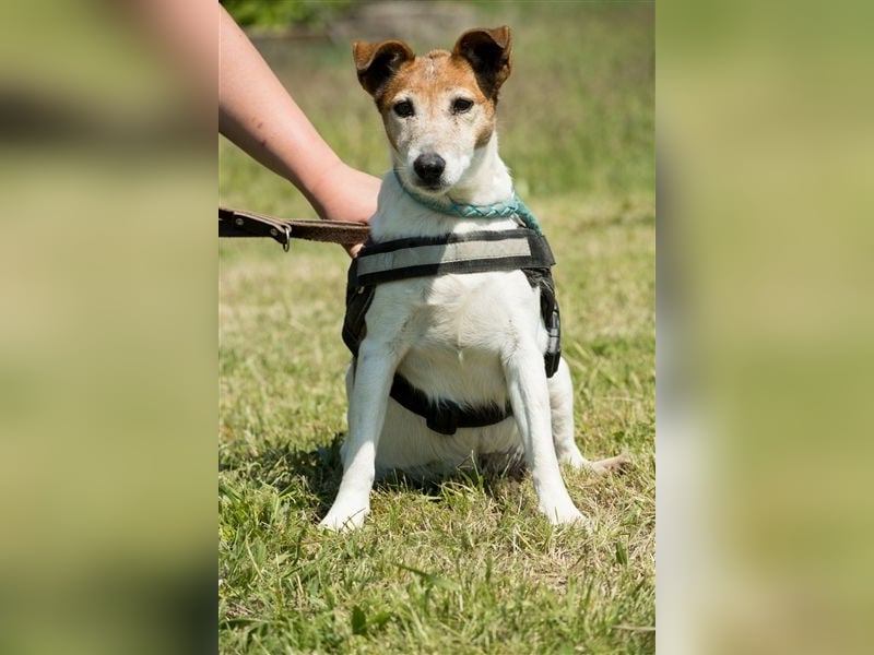 Pici-SI, Schmuse-Omi sucht dringend ein warmes Körbchen