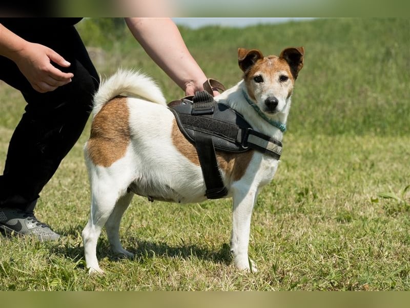 Pici-SI, Schmuse-Omi sucht dringend ein warmes Körbchen
