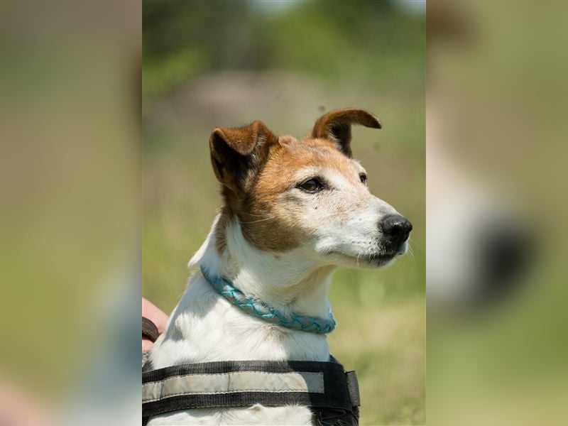 Pici-SI, Schmuse-Omi sucht dringend ein warmes Körbchen