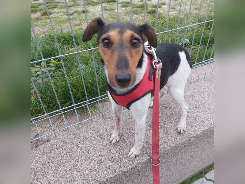 Mazsola, liebes, schüchternes Foxterrier Mädchen geb. 2019