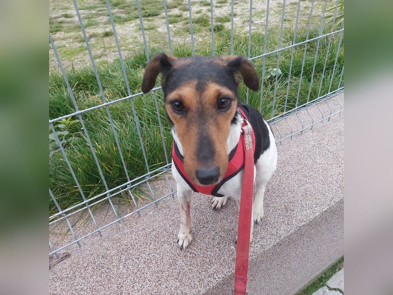 Mazsola, liebes, schüchternes Foxterrier Mädchen geb. 2019