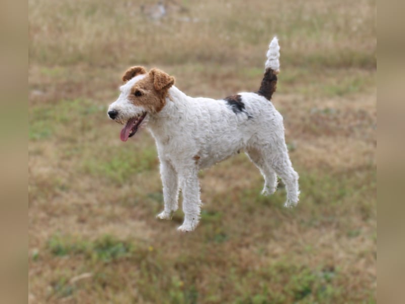 Drahthaar-Foxterrier. Hündin.