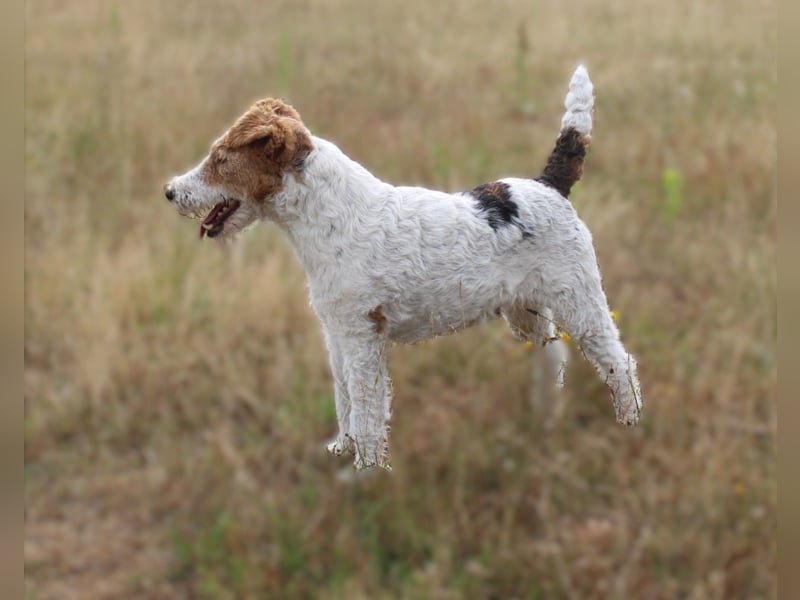Drahthaar-Foxterrier. Hündin.