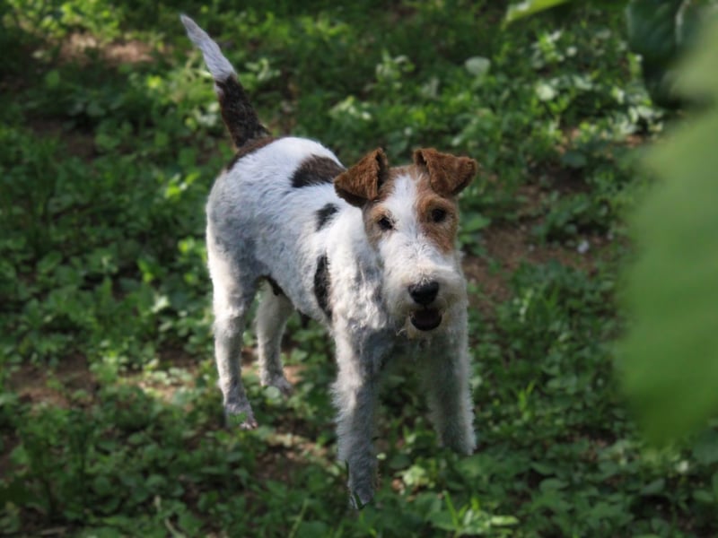 Drahthaar-Foxterrier. Hündin.
