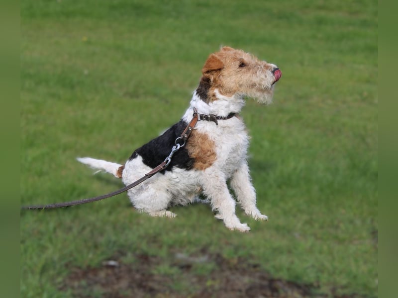 Drahthaar-Foxterrier. Hündin.