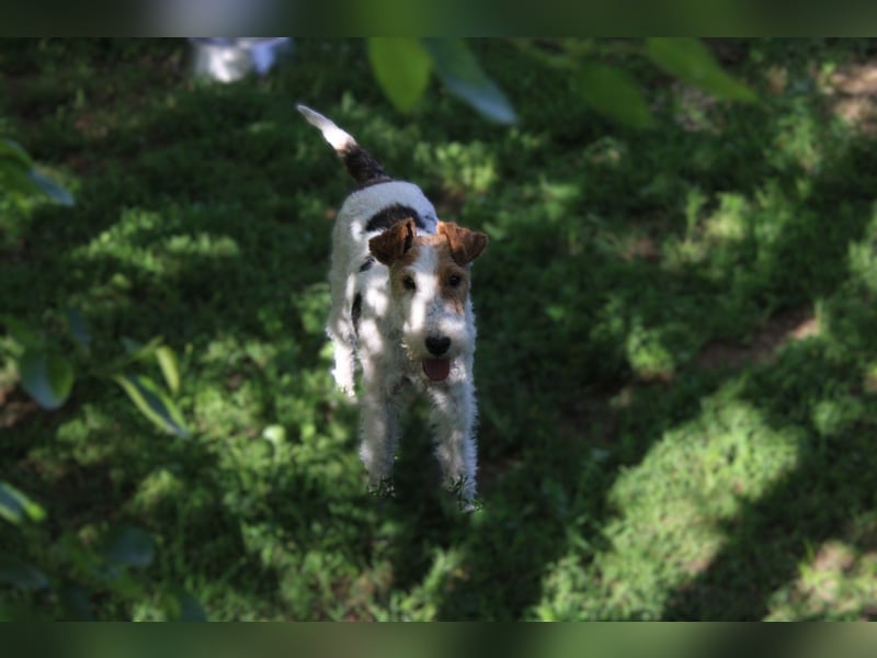Drahthaar-Foxterrier. Hündin.