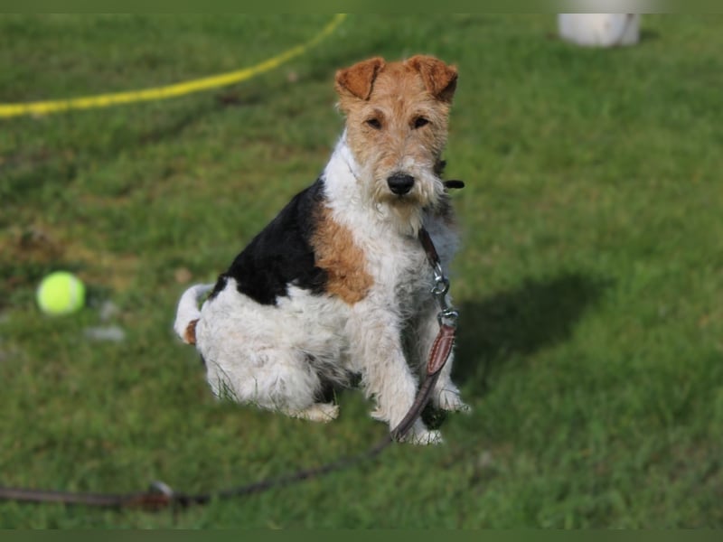 Drahthaar-Foxterrier. Hündin.