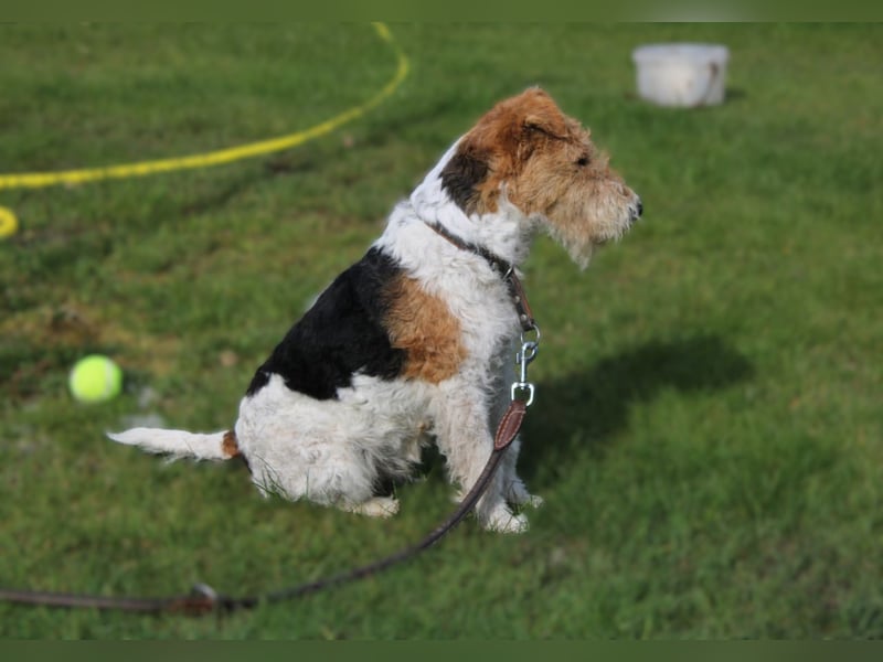 Drahthaar-Foxterrier. Hündin.