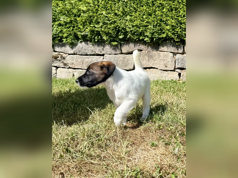 Welpen- Foxterrier-Glatthaar-mit Ahnentafel und Thernochip
