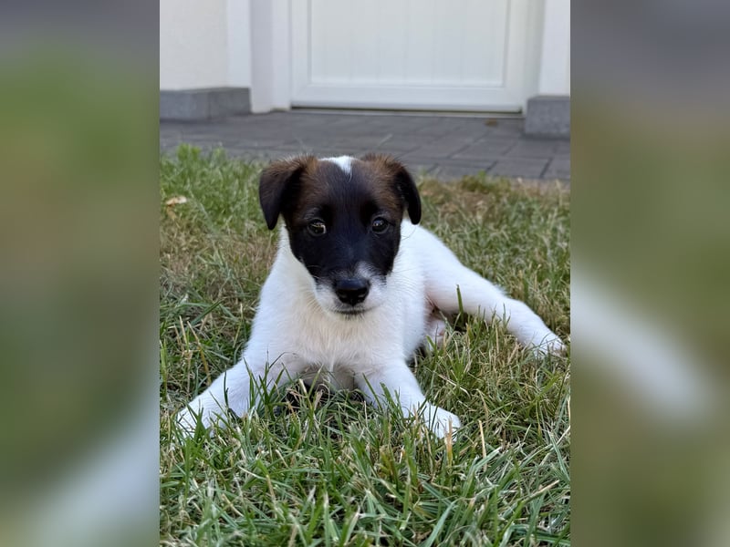 Welpen- Foxterrier-Glatthaar-mit Ahnentafel und Thernochip