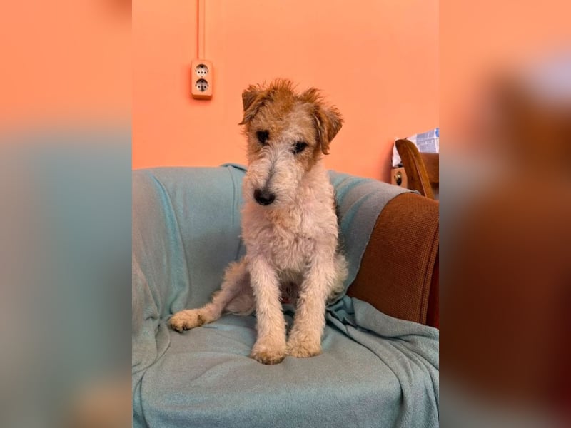 Pete - Foxterrier sucht dich!
