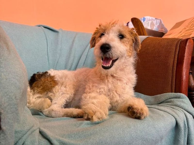 Pete - Foxterrier sucht dich!