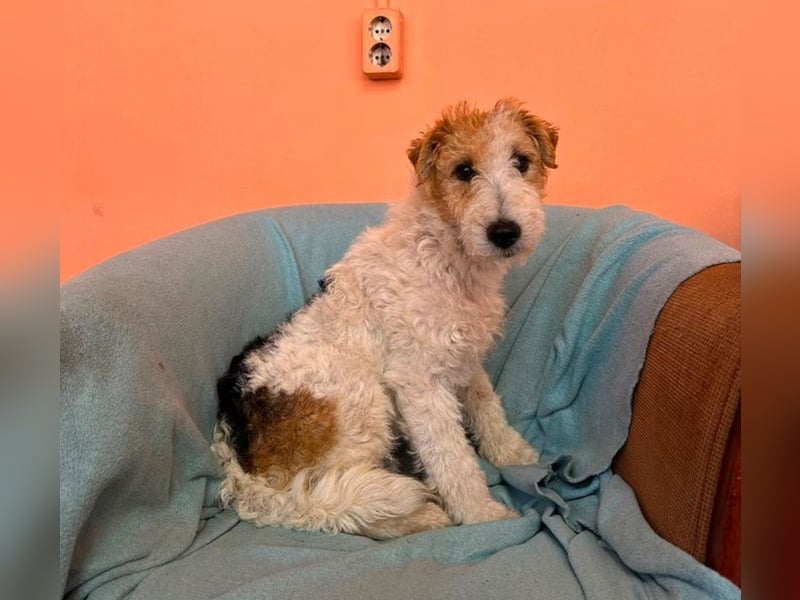 Pete - Foxterrier sucht dich!