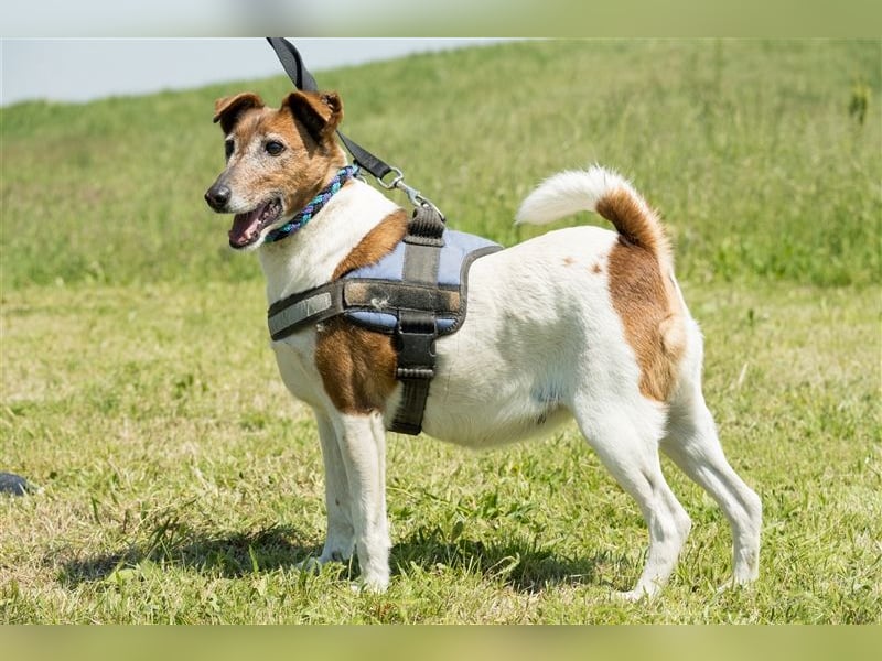 Bogi-SI, Schmuse-Omi sucht dringend ihre Menschen