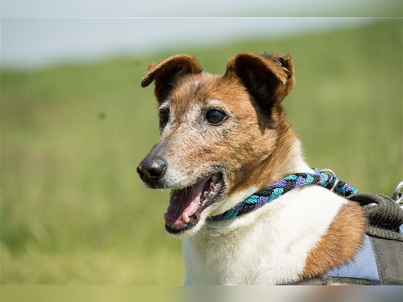 Bogi-SI, Schmuse-Omi sucht dringend ihre Menschen