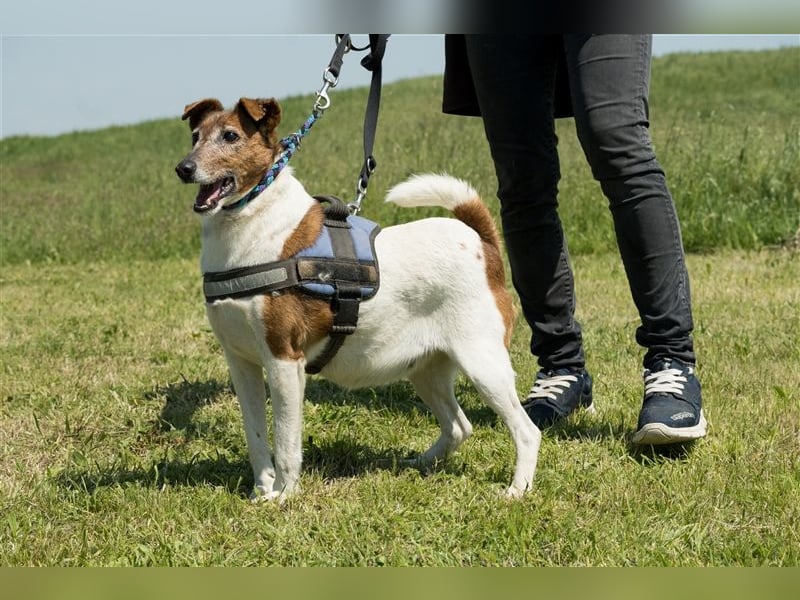Bogi-SI, Schmuse-Omi sucht dringend ihre Menschen