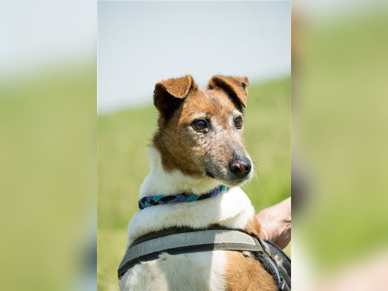 Bogi-SI, Schmuse-Omi sucht dringend ihre Menschen