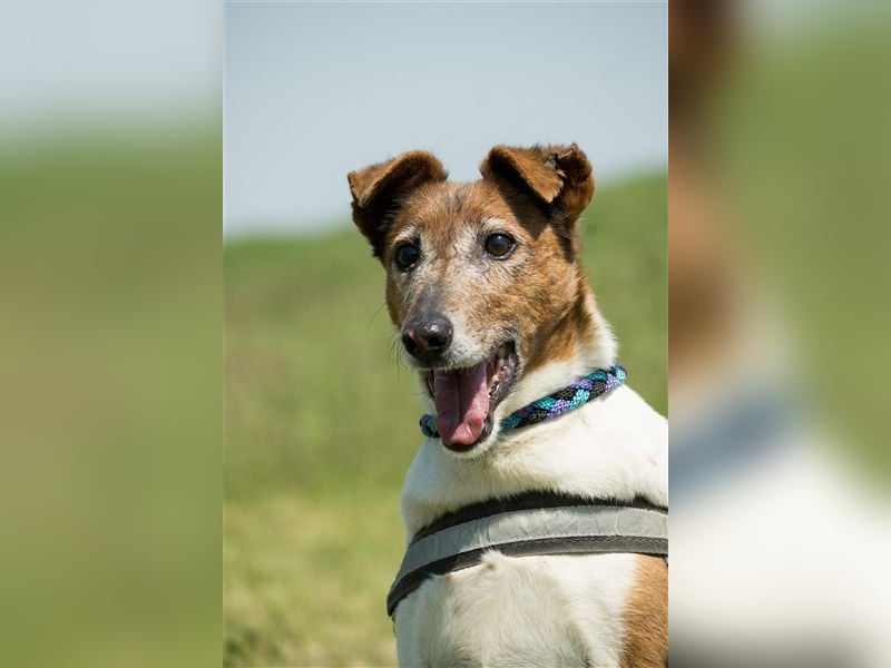 Bogi-SI, Schmuse-Omi sucht dringend ihre Menschen