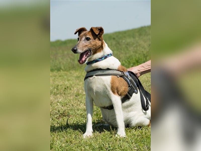Bogi-SI, Schmuse-Omi sucht dringend ihre Menschen