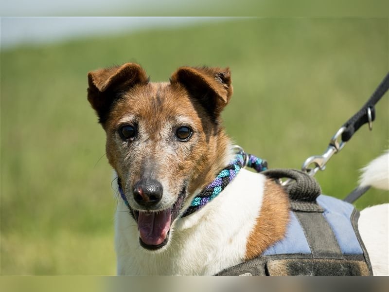 Bogi-SI, Schmuse-Omi sucht dringend ihre Menschen