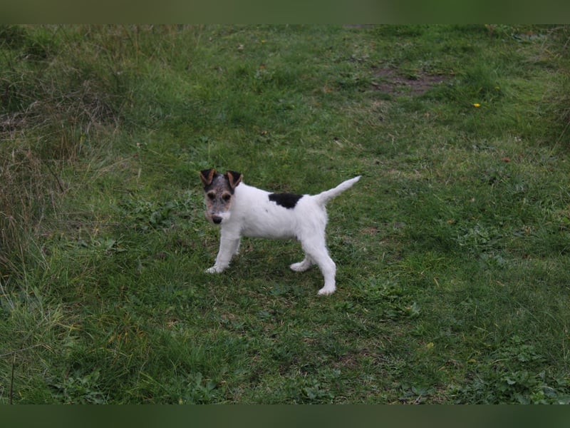 Foxterrier Welpe. Rüde.