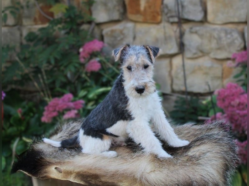 Drahthaar Foxterrier Rüde 3 Monate.