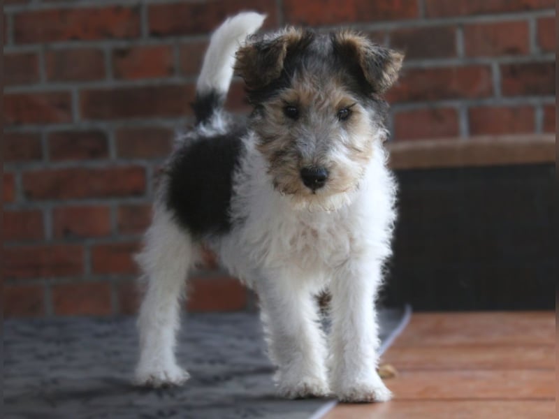 Foxterrier Hündin 2 Monate.