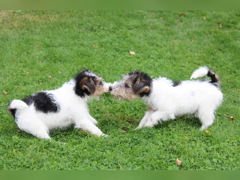 Foxterrier Welpen mit Ahnentafel. Rüden.